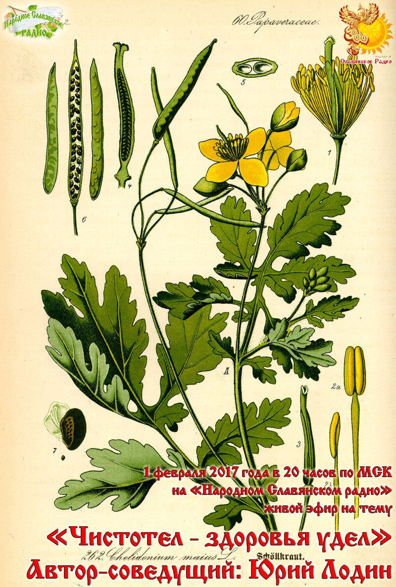 Чистотел - здоровья удел