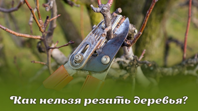 Как нельзя резать деревья