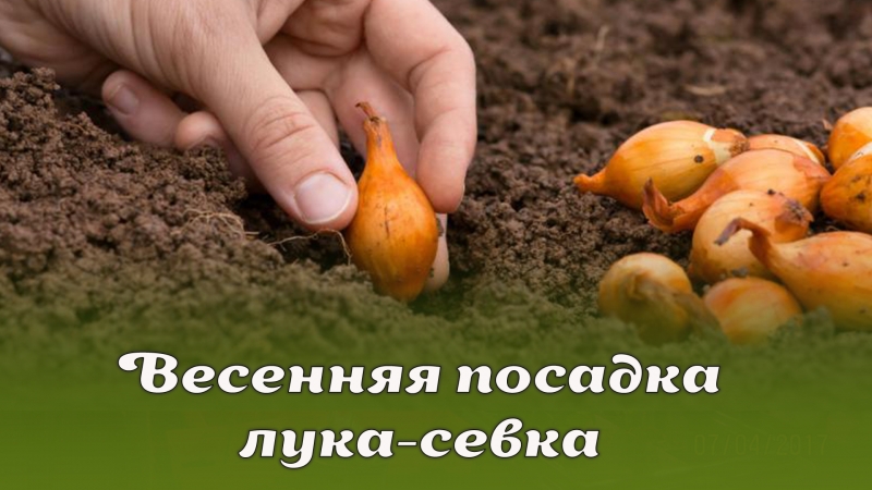 Весенняя посадка лука-севка