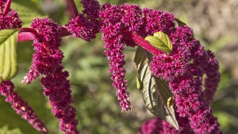 Амарант настоящий хлеб славян и ацтеков, запрещённый Петром I