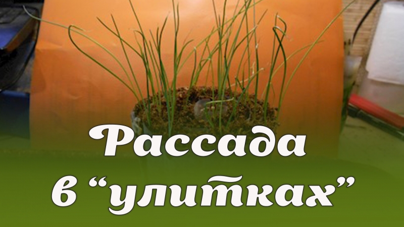 Рассада в "улитках"