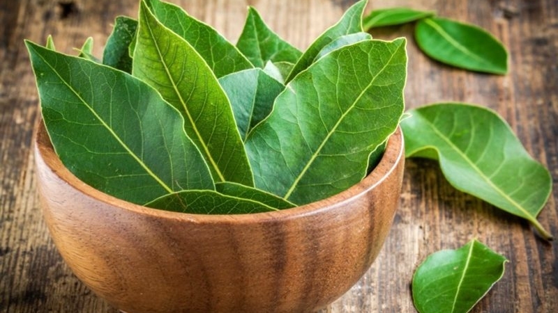 Лавр благородный