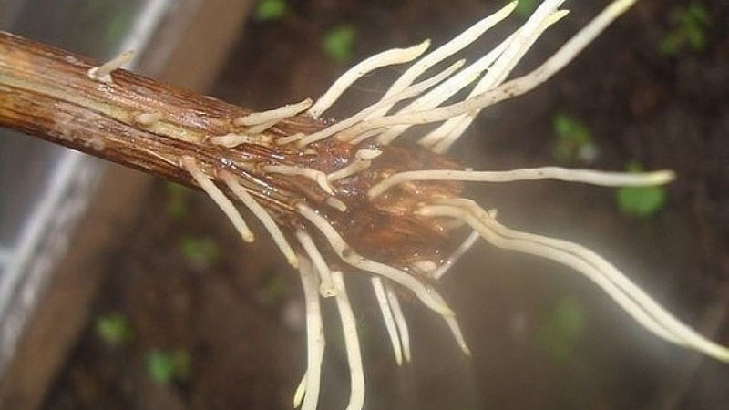 Корнеобразование: стимуляторы из подручных средств