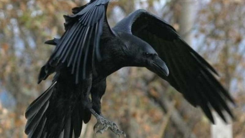 Ворон в славянской традиции