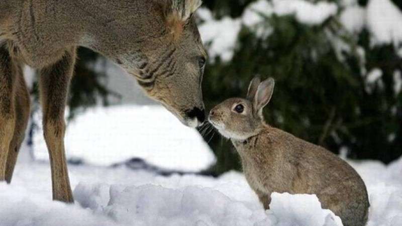 Как тебя зовут?