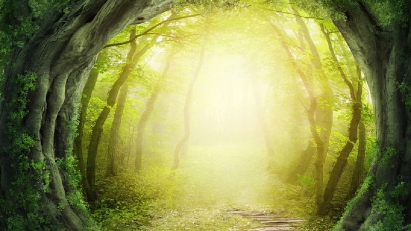 Мыслящий тростник. Разумные растения. Взгляд науки