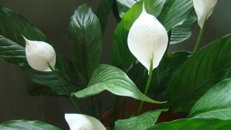 Обогатите свой дом кислородом!