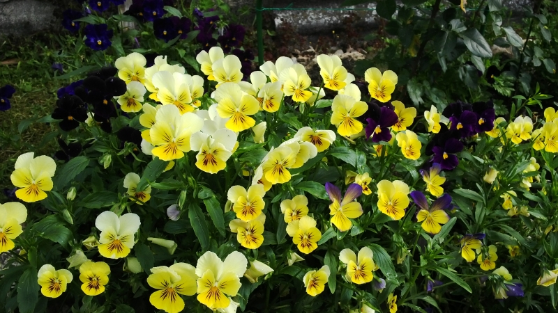 Почему на Руси не дарили сорванных цветов?