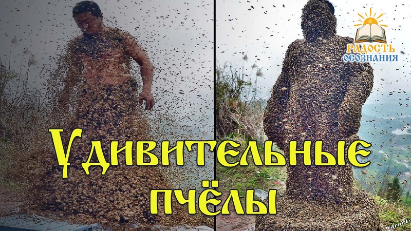 Удивительные пчёлы