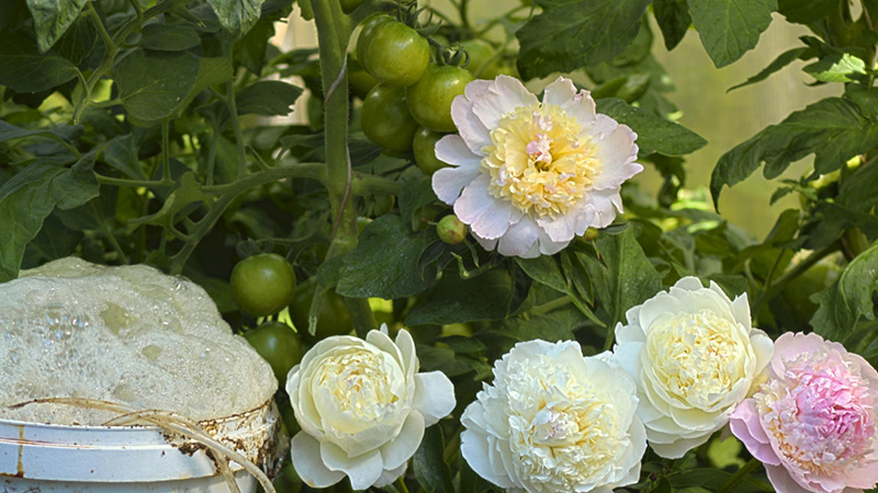 Что такое Аэрированный компостный чай (АКЧ)?