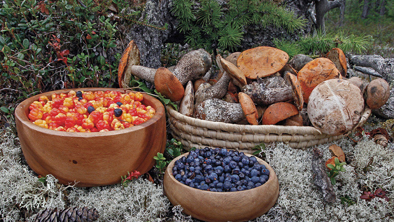 Как прокормить себя растительными продуктами леса