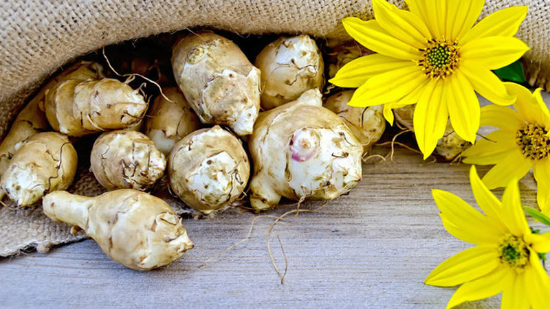 Топинамбур