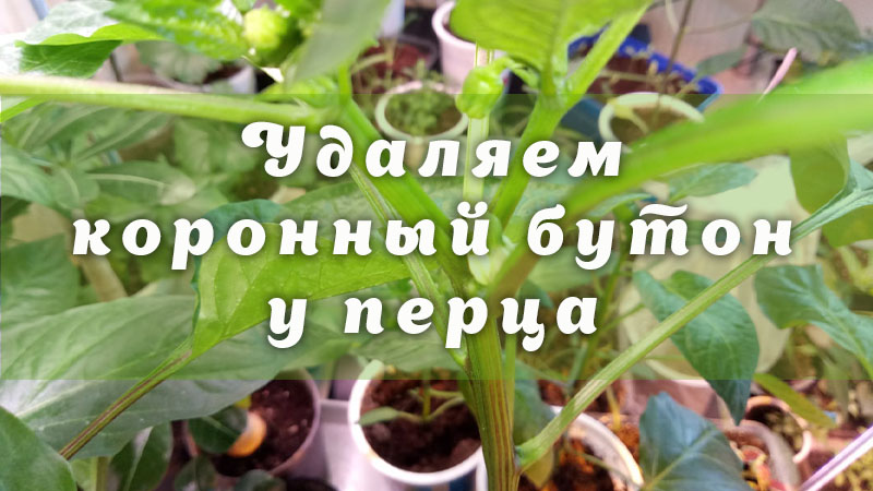 Удаляем коронный бутон у перца