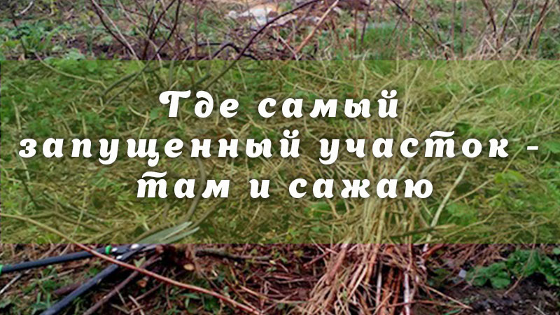 Где самый запущенный участок - там и сажаю!