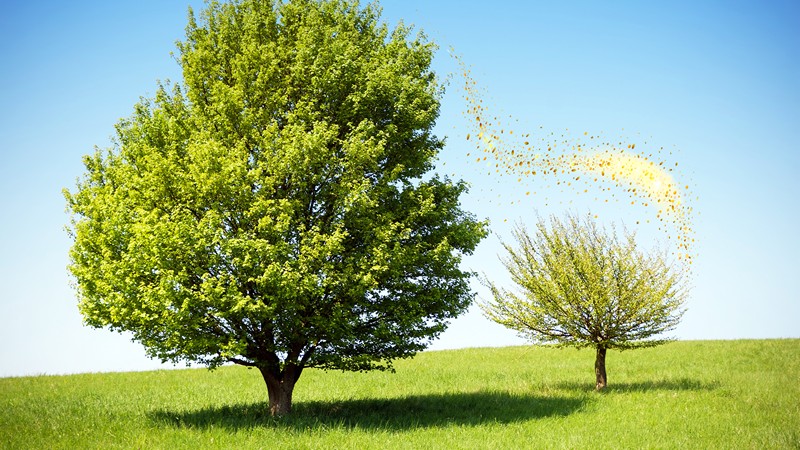 Деревья передают свой жизненный опыт по наследству