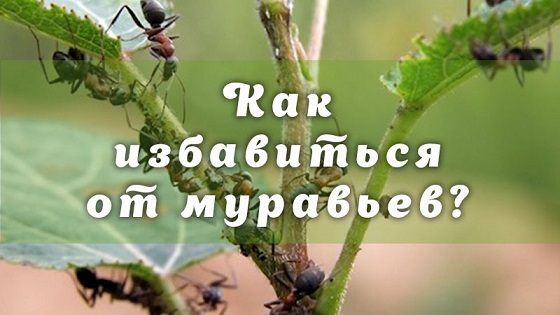 Как избавиться от муравьев?