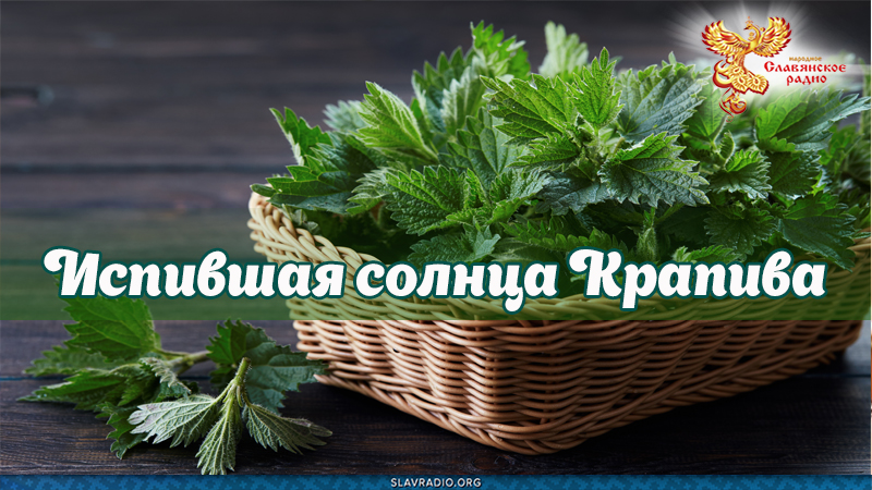 Испившая солнца Крапива