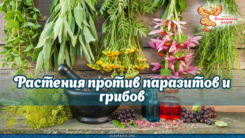 Растения против паразитов и грибов