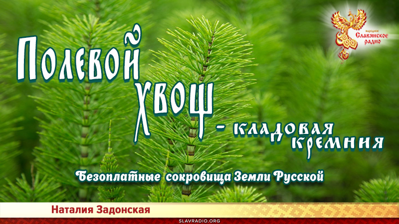 Полевой хвощ &ndash; кладовая кремния