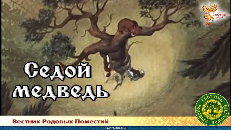 Седой медведь