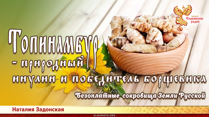 Топинамбур &ndash; природный инулин и победитель борщевика