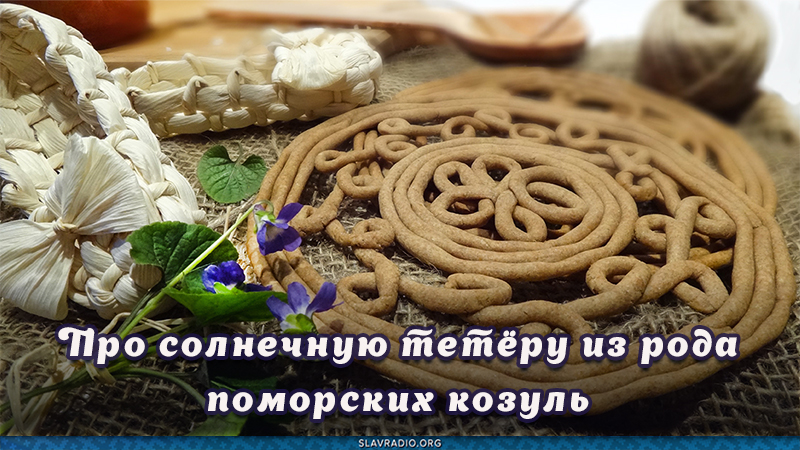 Про солнечную тетёру из рода поморских козуль