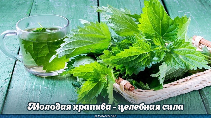 Молодая крапива - целебная сила