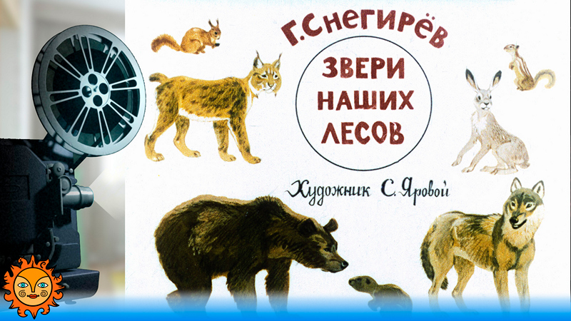 Звери наших лесов