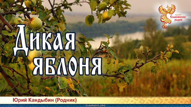 Дикая яблоня 