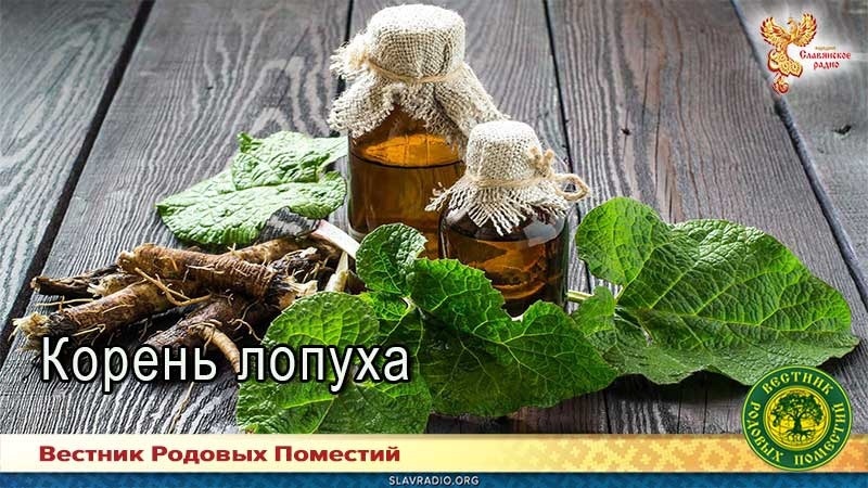 Корень лопуха