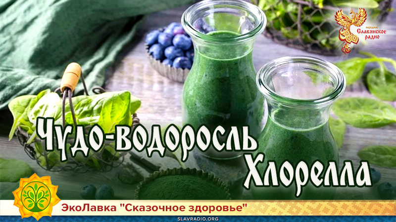  Чудо-водоросль Хлорелла 