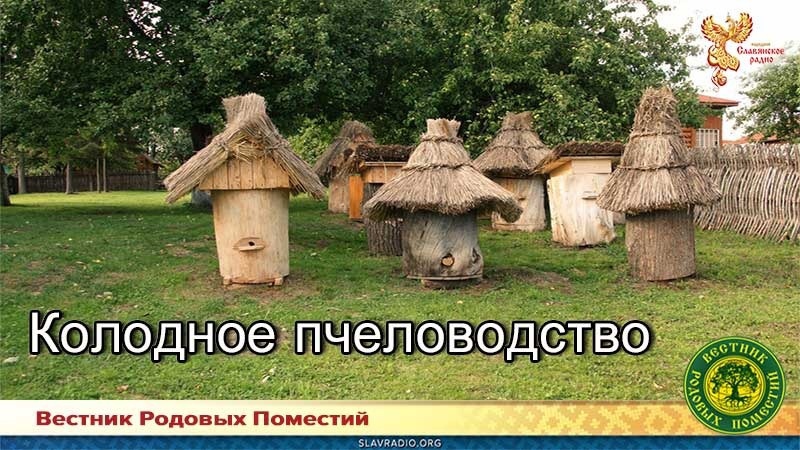 Колодное пчеловодство