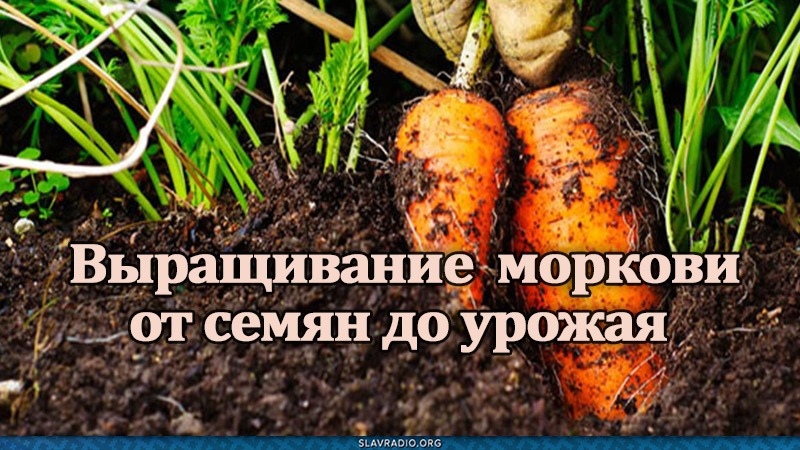 Выращивание ранней и поздней моркови от семян до урожая