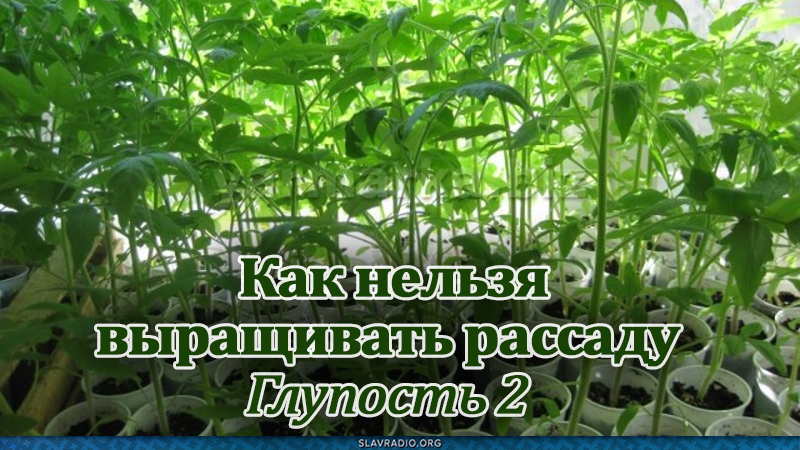Как нельзя выращивать рассаду. Глупость 2