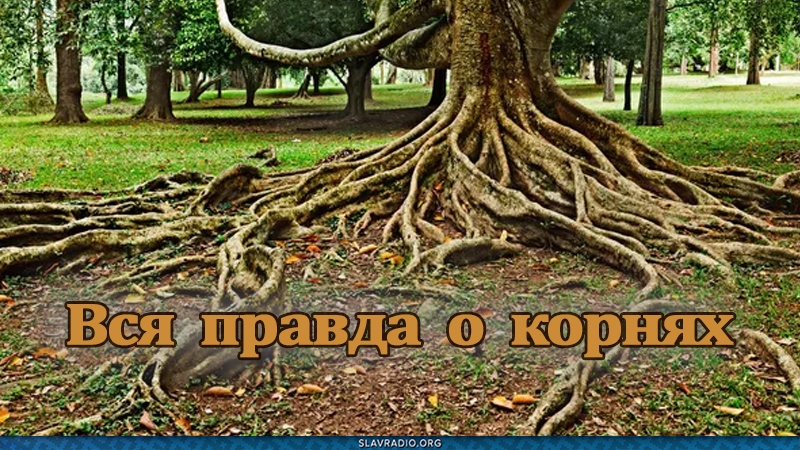 Вся правда о корнях