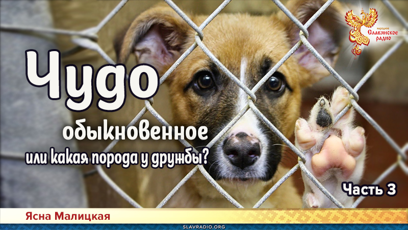 Чудо обыкновенное или какая порода у дружбы? Часть 3