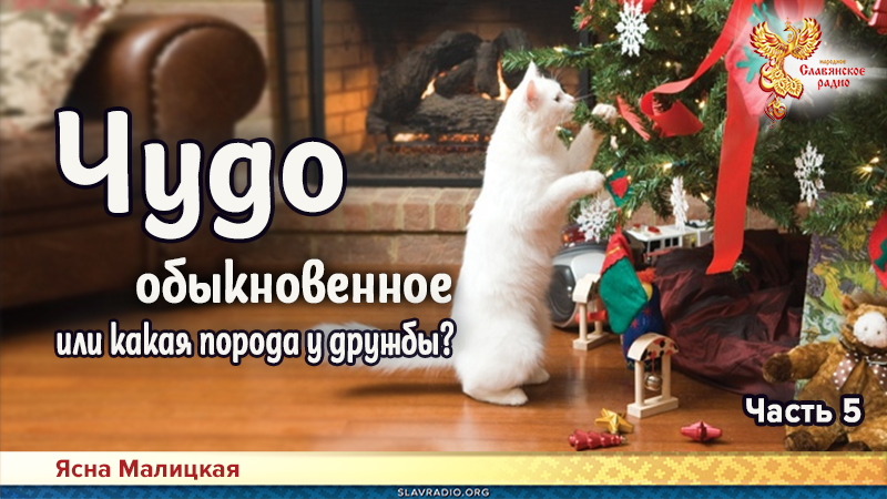 Чудо обыкновенное или какая порода у дружбы? Часть 5
