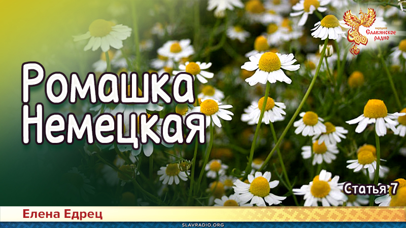 Ромашка Немецкая 