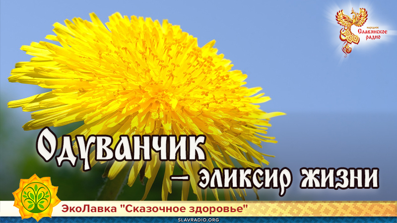 Одуванчик &mdash; эликсир жизни