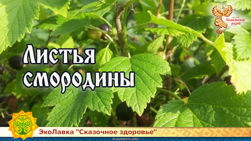 Листья смородины
