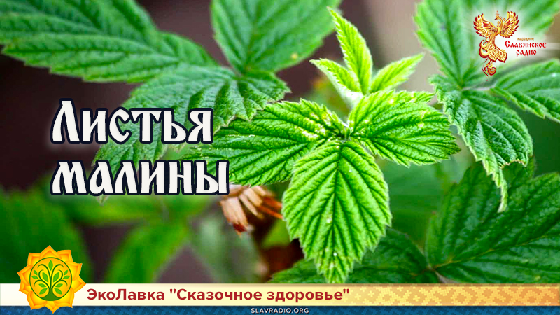 Листья малины