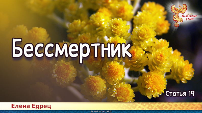 Бессмертник