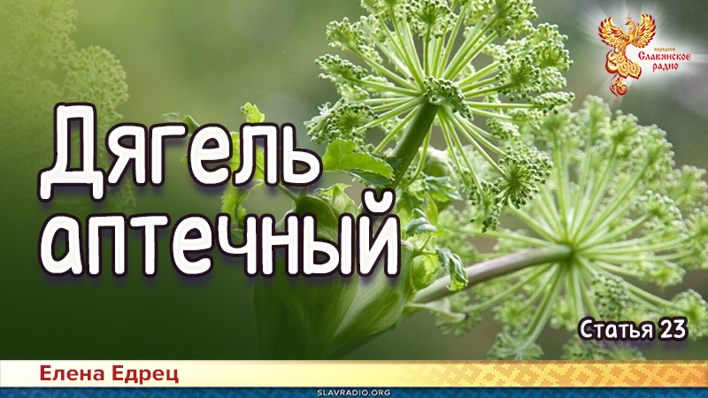  Дягель аптечный 
