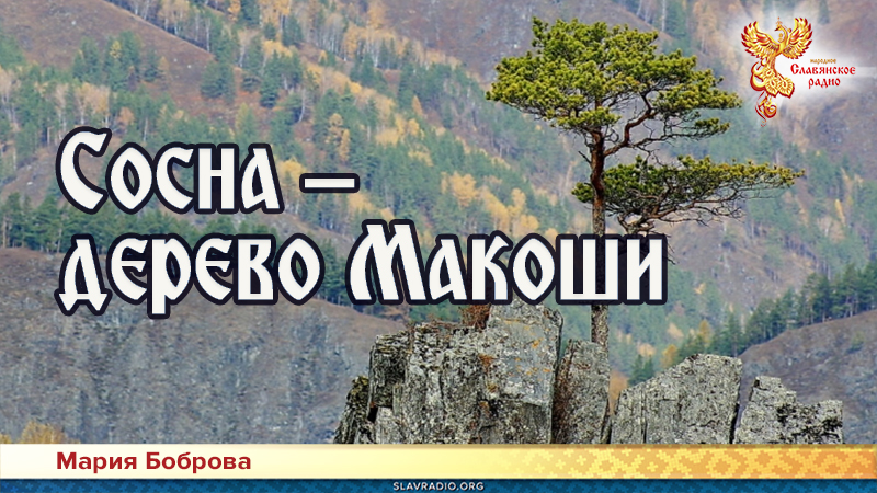 Сосна &ndash; дерево Макоши 