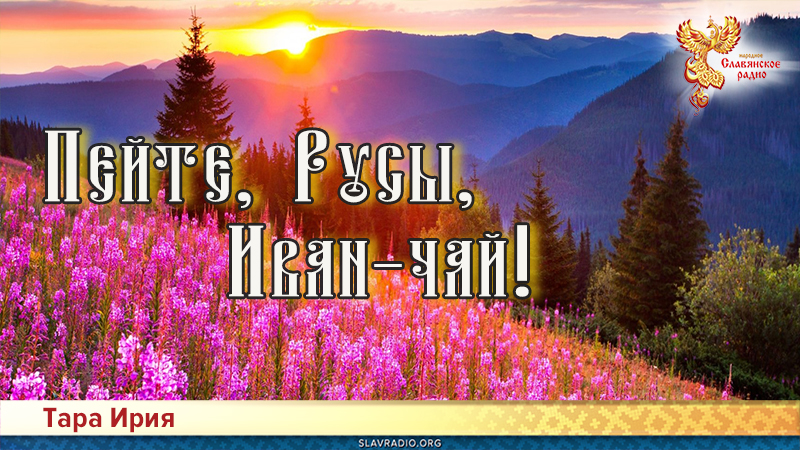 Пейте, Русы, Иван-чай!