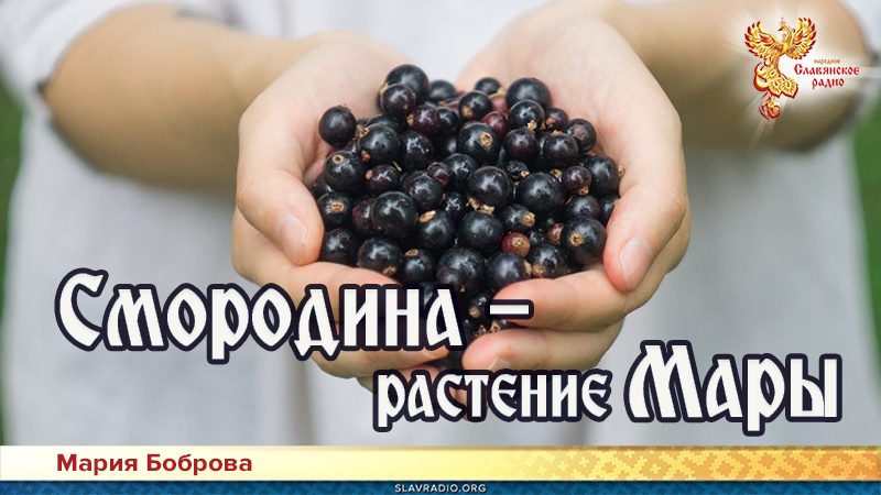 Смородина &mdash; растение Мары