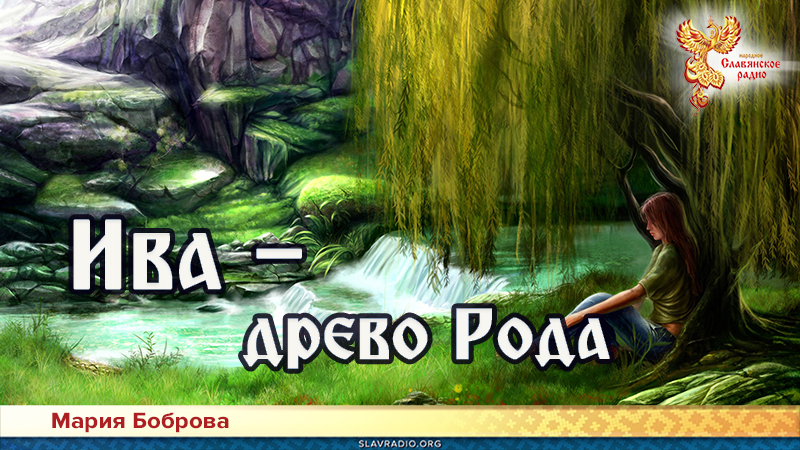 Ива &mdash; древо Рода
