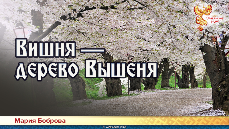 Вишня &mdash; дерево Вышеня
