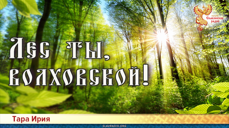Лес ты, волховской!