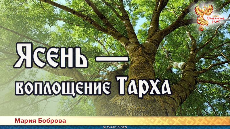 Ясень &mdash; воплощение Тарха